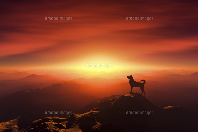 日の出を見る犬のシルエット の写真素材 イラスト素材 アマナイメージズ