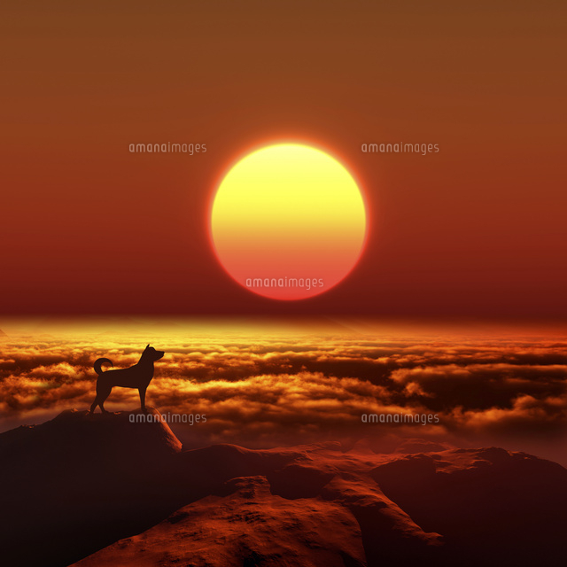 日の出を見る犬のシルエット[10185002545]の写真・イラスト素材