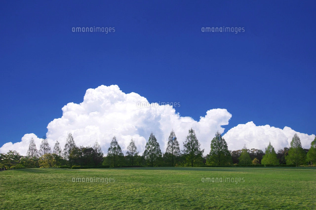 Fujio 油彩画 青空と草原の風景 Fujio 油彩画 青空と草原の風景 Fujio 油彩画 青空と草原の風景 （