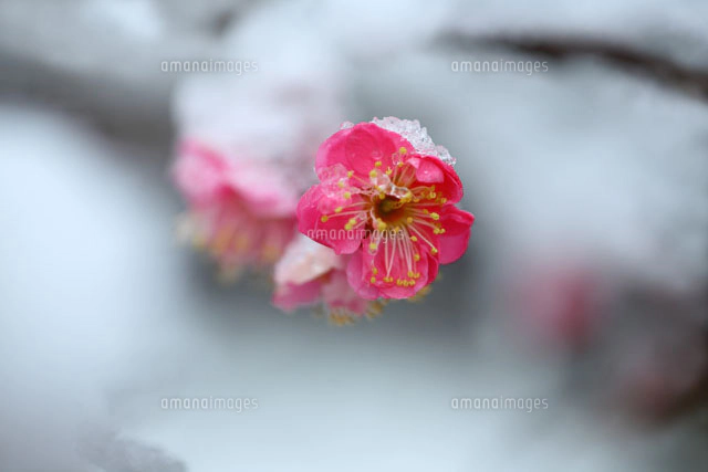 雪に咲く紅梅[10189000464]の写真・イラスト素材｜アマナイメージズ