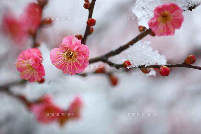 雪に咲く紅梅[10189000464]の写真・イラスト素材｜アマナイメージズ
