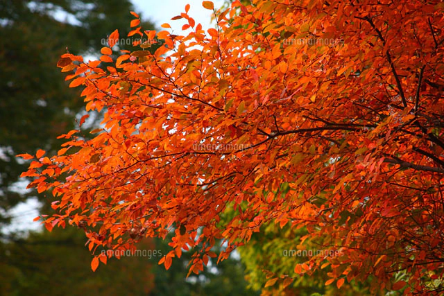 ヤマコウバシの紅葉[10189001134]の写真・イラスト素材｜アマナイメージズ