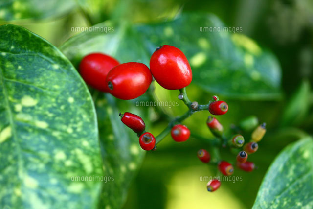 斑入り青木の実 の写真素材 イラスト素材 アマナイメージズ