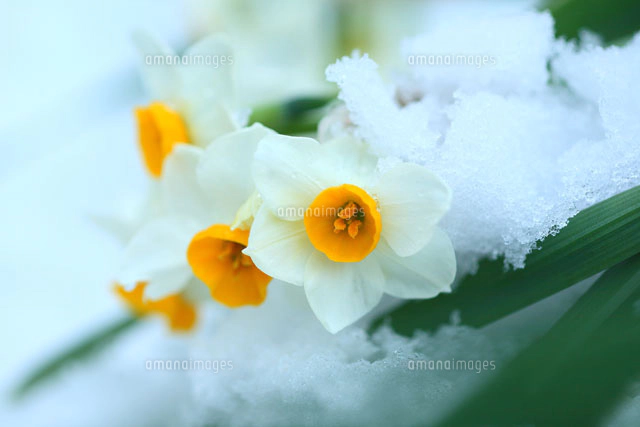 雪と日本水仙[10189001294]の写真・イラスト素材｜アマナイメージズ