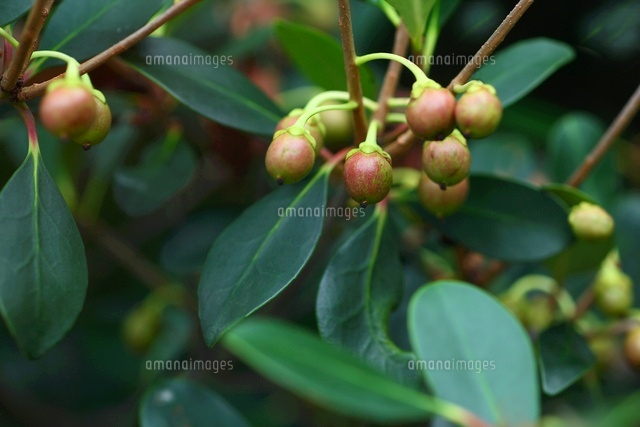 モッコクの実 の写真素材 イラスト素材 アマナイメージズ