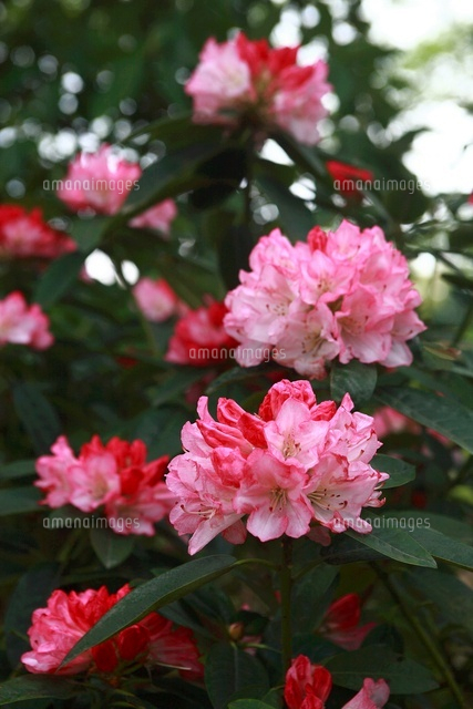 シャクナゲ シルビア の写真素材 イラスト素材 アマナイメージズ