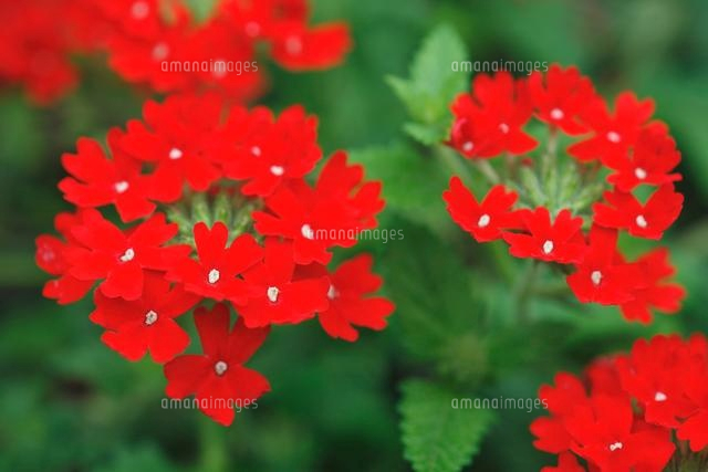 バーベナ[10189002391]の写真素材・イラスト素材｜アマナイメージズ