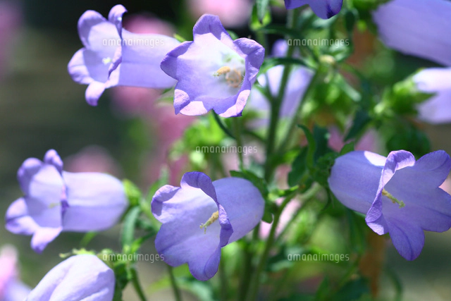 カンパニュラ メディウム の写真素材 イラスト素材 アマナイメージズ
