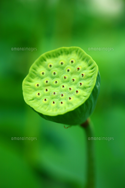 ハスの種 の写真素材 イラスト素材 アマナイメージズ