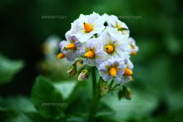 野菜 ジャガイモの花 の写真素材 イラスト素材 アマナイメージズ