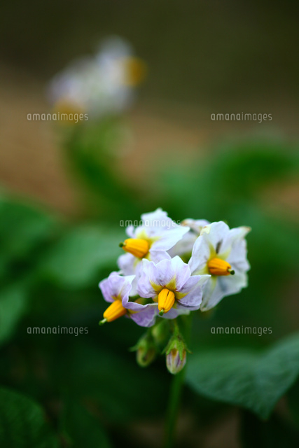 野菜 ジャガイモの花 の写真素材 イラスト素材 アマナイメージズ