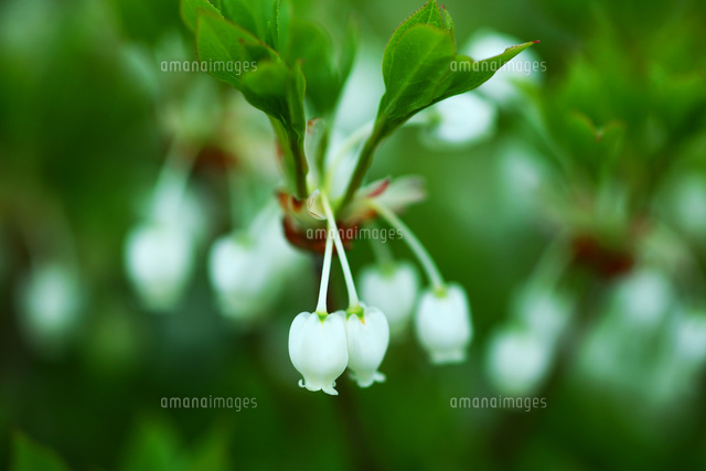 ドウダンツツジの花 の写真素材 イラスト素材 アマナイメージズ