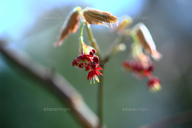 ハウチワカエデの花 の写真素材 イラスト素材 アマナイメージズ