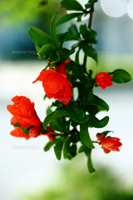 果物 ザクロの花 の写真素材 イラスト素材 アマナイメージズ