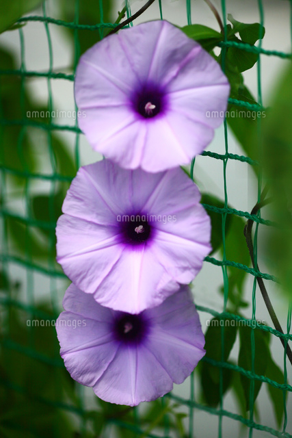 木立朝顔 紫色の花 の写真素材 イラスト素材 アマナイメージズ
