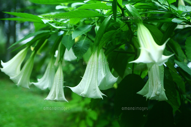 ダチュラの白い花 の写真素材 イラスト素材 アマナイメージズ