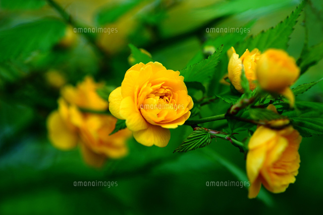 ヤマブキ 八重の花 10189004798 の写真素材 イラスト素材 アマナイメージズ