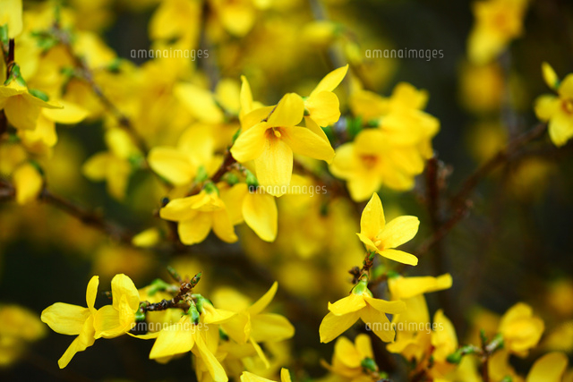 レンギョウの花 の写真素材 イラスト素材 アマナイメージズ