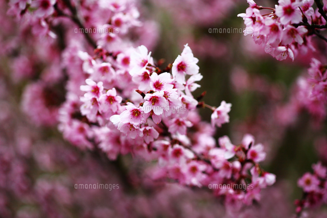 コヒガンザクラの花 の写真素材 イラスト素材 アマナイメージズ