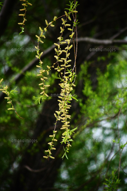 しだれ柳の花穂 の写真素材 イラスト素材 アマナイメージズ