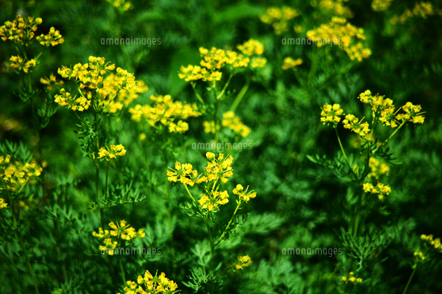 ハーブのルー の写真素材 イラスト素材 アマナイメージズ