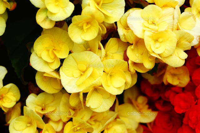 黄色いリーガースベゴニアの花 の写真素材 イラスト素材 アマナイメージズ
