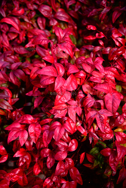 お多福南天の紅葉 の写真素材 イラスト素材 アマナイメージズ
