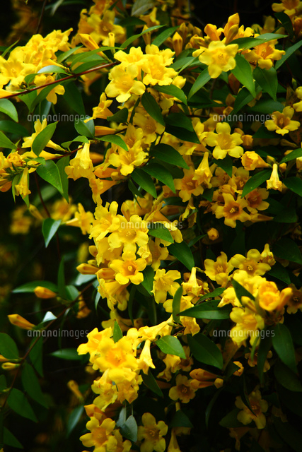 香り立つカロライナジャスミンの花 の写真素材 イラスト素材 アマナイメージズ