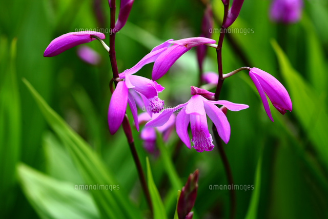 シランの花咲く の写真素材 イラスト素材 アマナイメージズ