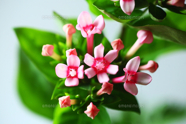 ブバルディアの開花 の写真素材 イラスト素材 アマナイメージズ