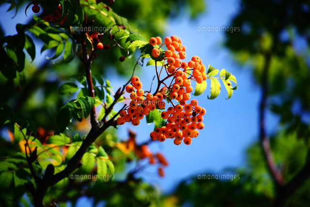 朱色に染まったナナカマドの実 の写真素材 イラスト素材 アマナイメージズ