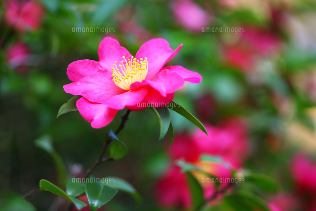タチカンツバキの花 の写真素材 イラスト素材 アマナイメージズ
