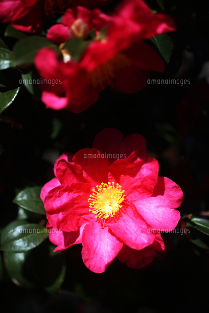 タチカンツバキの花 の写真素材 イラスト素材 アマナイメージズ