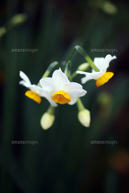 ほのかに香る日本水仙の花 の写真素材 イラスト素材 アマナイメージズ