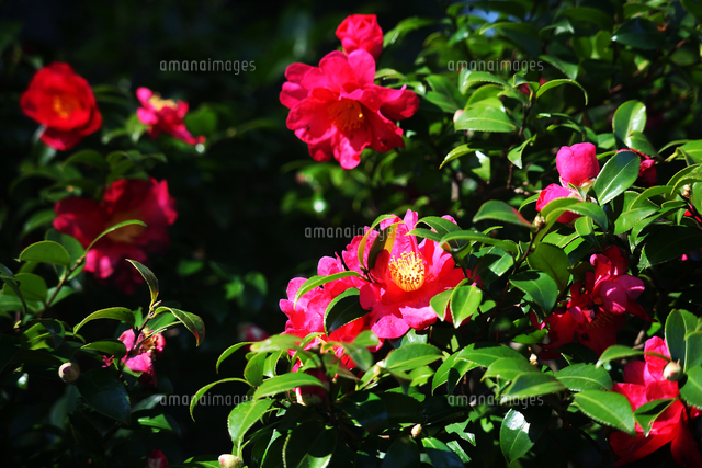 山茶花 八重咲きの花 の写真素材 イラスト素材 アマナイメージズ