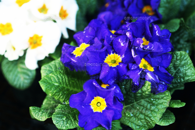プリムラ ジュリアンの花 の写真素材 イラスト素材 アマナイメージズ