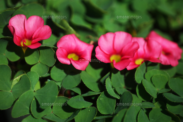 赤いオキザリスの花 の写真素材 イラスト素材 アマナイメージズ
