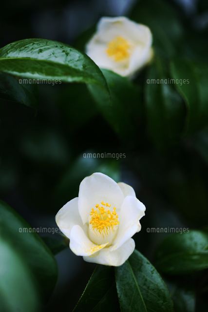 椿 白い一重咲きの花 の写真素材 イラスト素材 アマナイメージズ