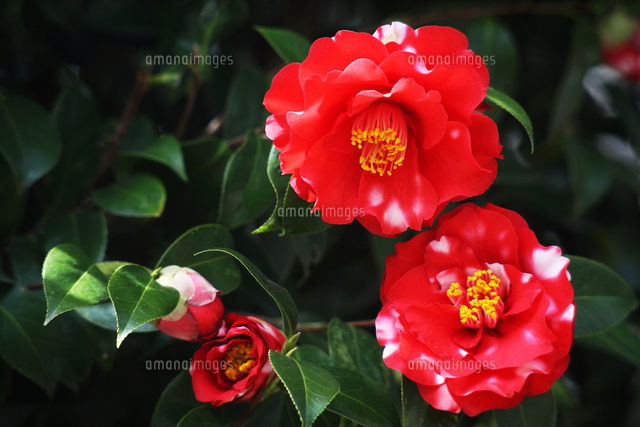 椿 赤色に斑入りの花 の写真素材 イラスト素材 アマナイメージズ