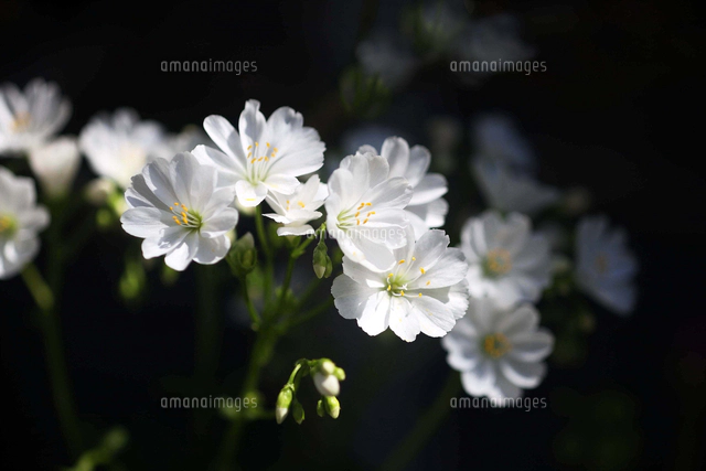 イワハナビの写真素材 ストックフォト アマナイメージズ