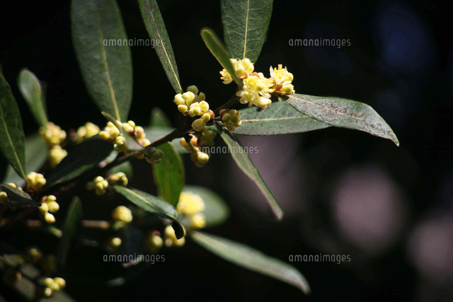 月桂樹の黄色い花 の写真素材 イラスト素材 アマナイメージズ