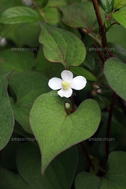 薬草 ドクダミの花 の写真素材 イラスト素材 アマナイメージズ