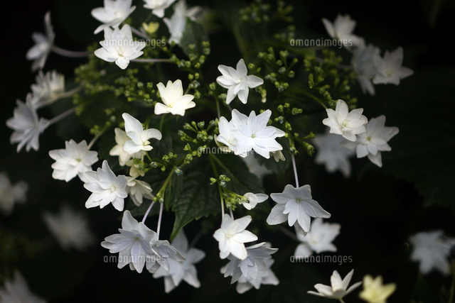ガクアジサイ 隅田の花火 の写真素材 イラスト素材 アマナイメージズ