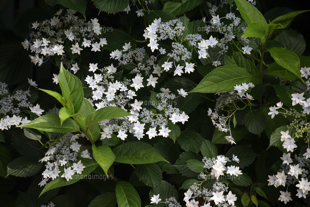 ガクアジサイ 隅田の花火 の写真素材 イラスト素材 アマナイメージズ