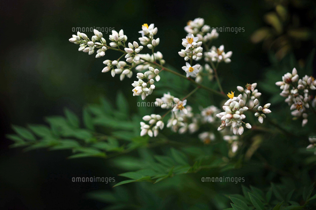 ナンテンの花 の写真素材 イラスト素材 アマナイメージズ