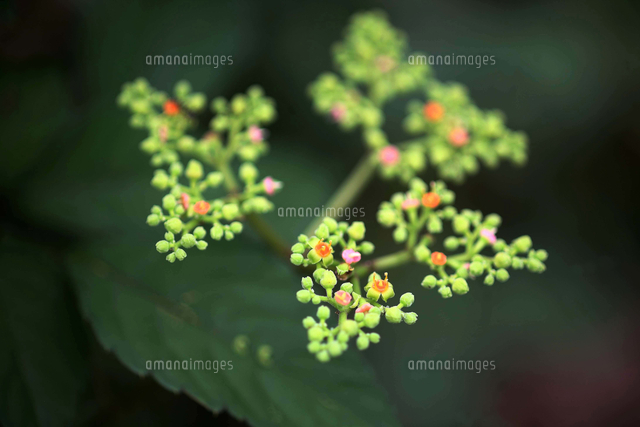 野草 ヤブガラシの花 の写真素材 イラスト素材 アマナイメージズ
