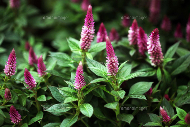 紅いケイトウ ホルンの花 の写真素材 イラスト素材 アマナイメージズ 紅いケイトウ ホルンの花 の写真素材 イラスト素材 アマナイメージズ