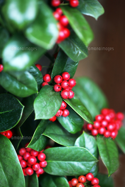 クリスマスホーリーの赤い実 の写真素材 イラスト素材 アマナイメージズ