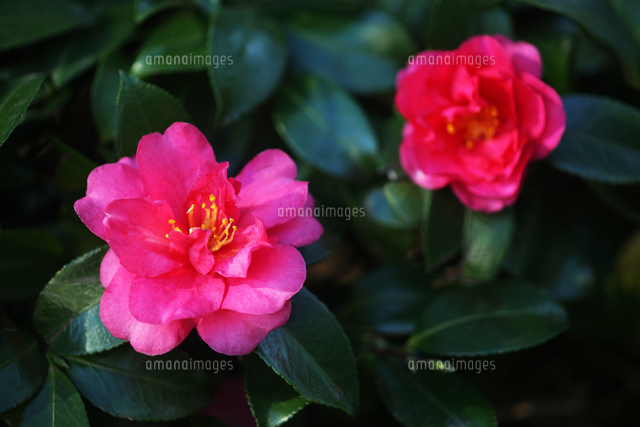 寒椿の花咲く の写真素材 イラスト素材 アマナイメージズ