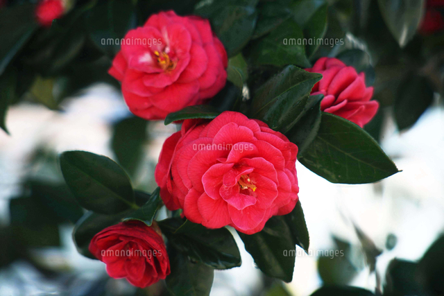 椿 赤くて牡丹咲きの花 の写真素材 イラスト素材 アマナイメージズ